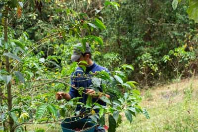 Tour de Café de Especialidad a 2 Horas de Bogotá