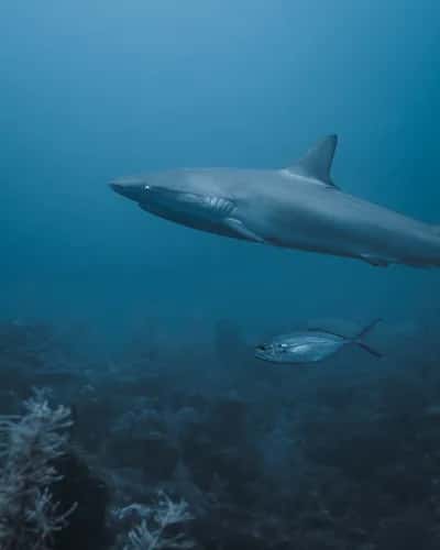 SHARKS, CULTURE & YOGA