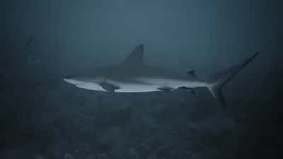 SHARKS, CULTURE & YOGA - SALVAJE