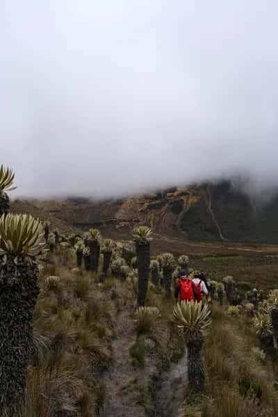 Senderismo al Páramo de Sumapaz con Guías Locales
