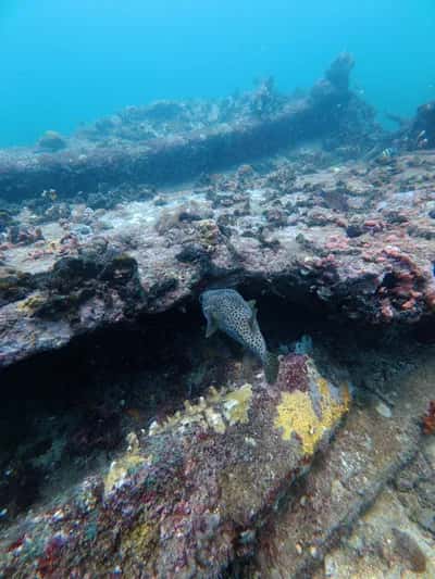 Snorkel y meditación oceanica con cuencos en Barú