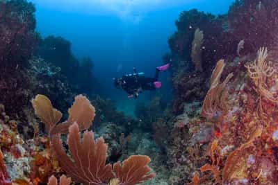 Viaje a Isla Fuerte: Certificación de Buceo, Yoga & Champeta