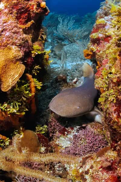 Viaje a Isla Fuerte: Certificación de Buceo, Yoga & Champeta