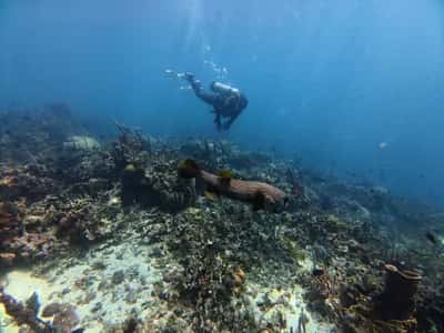 Certificación Advance Open Water Diver en Cartagena