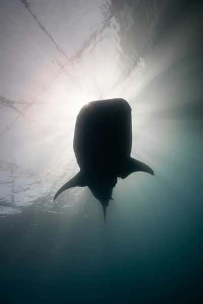Whale shark, Culture & Yoga