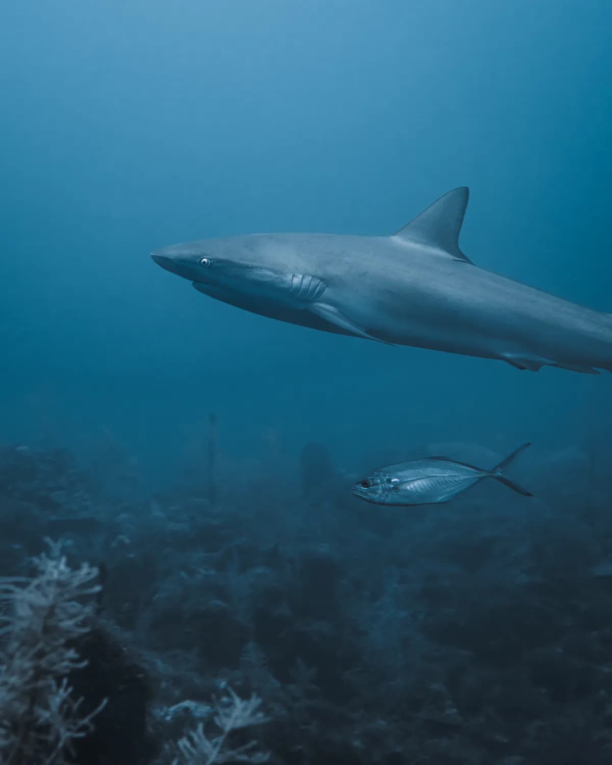 Providencia: Sharks, Culture & Yoga - Para Buzos Avanzados