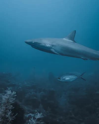 Providencia: Sharks, Culture & Yoga - Para Buzos Avanzados