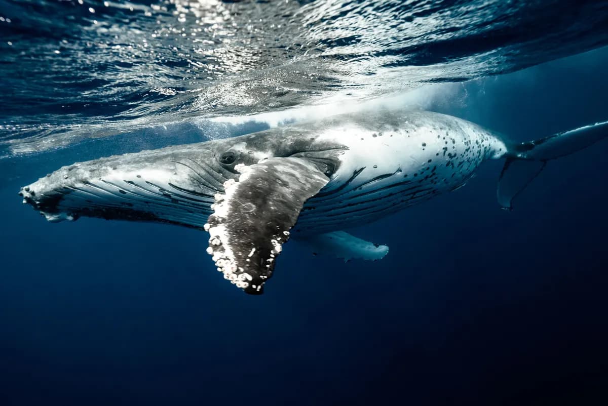 Whales, Culture & Yoga