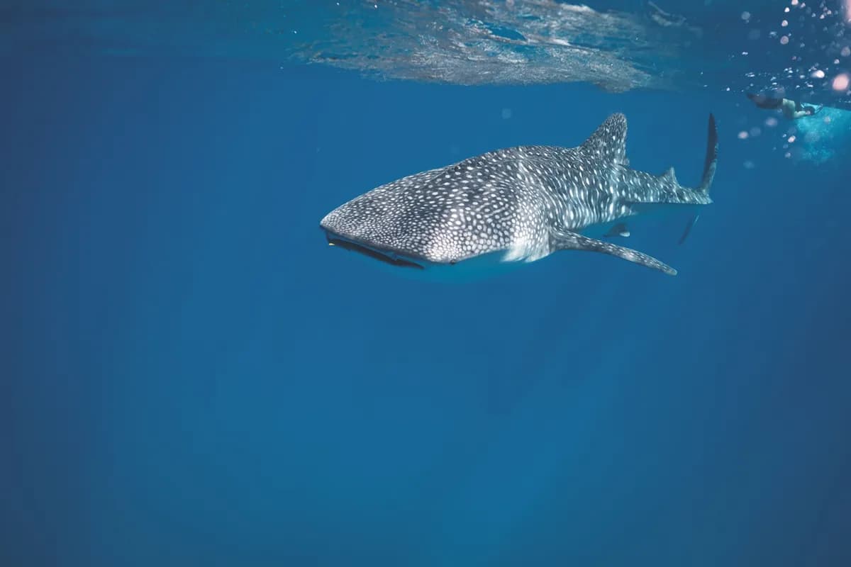 Whale shark, Culture & Yoga